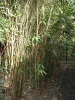 Bamboe PSEUDOSASA japonica ,wintergreen, Ophalen