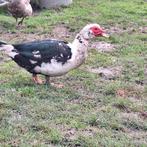 Barberie eenden, Dieren en Toebehoren, Eend