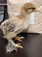 Brahma Goudpatrijs kuikentjes, Dieren en Toebehoren, Pluimvee