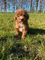 De magnifiques chiots caniches sont nés chez nous !, Caniche, Plusieurs, Hépatite contagieuse (maladie de Rubarth), Belgique