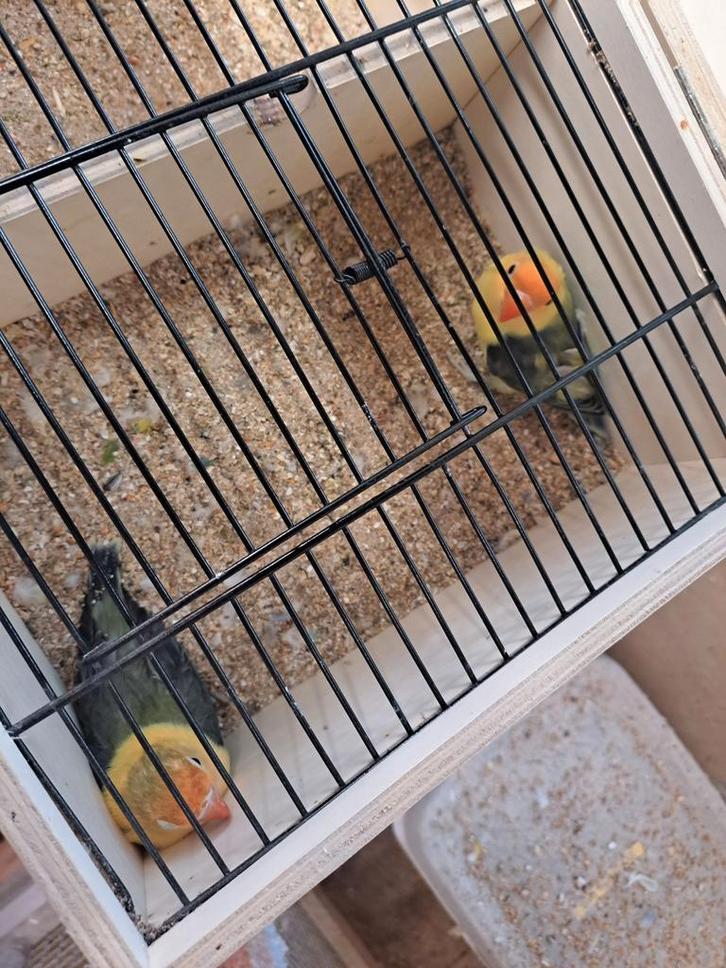 Jonge fischeri van 2025 met vaste ring aan, Dieren en Toebehoren, Vogels | Parkieten en Papegaaien