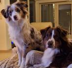 Hondenoppas, Februari