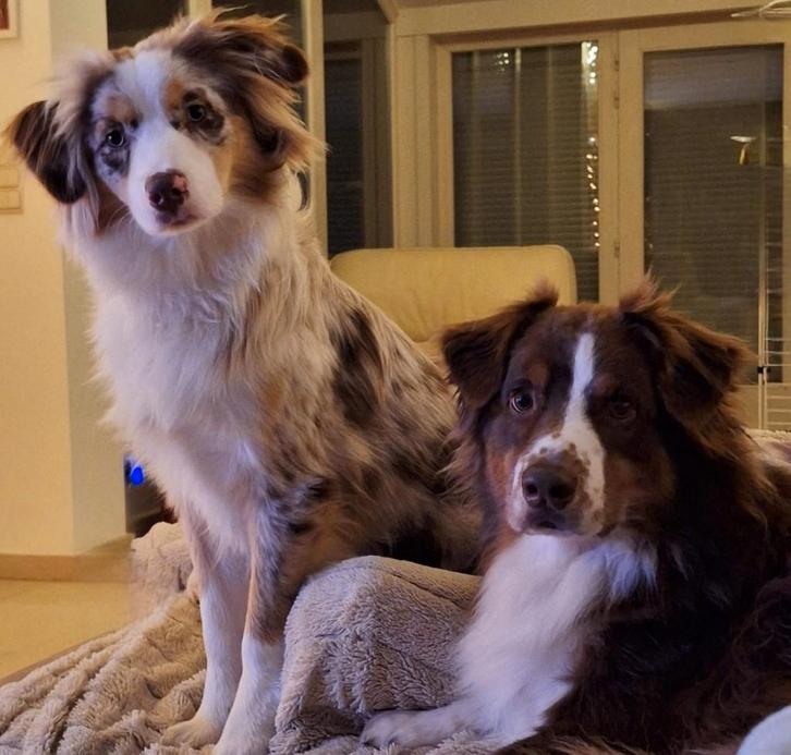 Hondenoppas, Dieren en Toebehoren, Overige Dieren, Februari