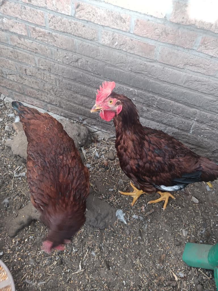 jonge haan, Dieren en Toebehoren, Mannelijk, Kip