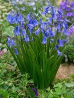 Jacinthes, Jardin & Terrasse, Autres espèces, Printemps, Enlèvement, Plante fixe