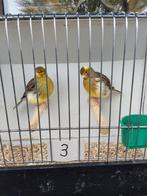 Kanaries, Dieren en Toebehoren, Vogels | Kanaries