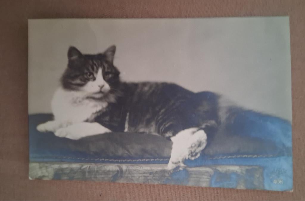 Postkaart poes, Collections, Cartes postales | Animaux, Enlèvement ou Envoi