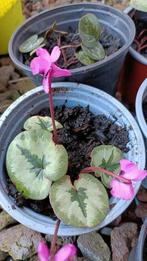 Cyclamen, Vaste plant, Halfschaduw, Winter, Ophalen