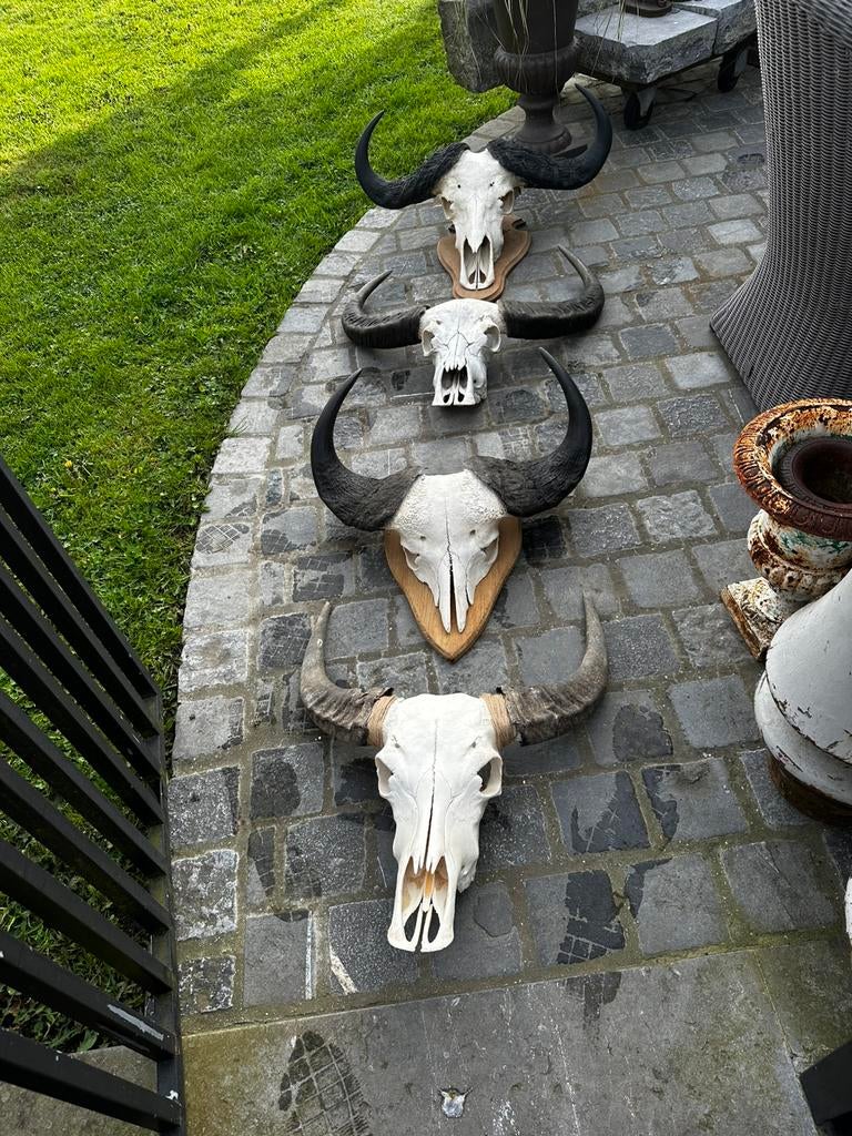 Schedels, Enlèvement