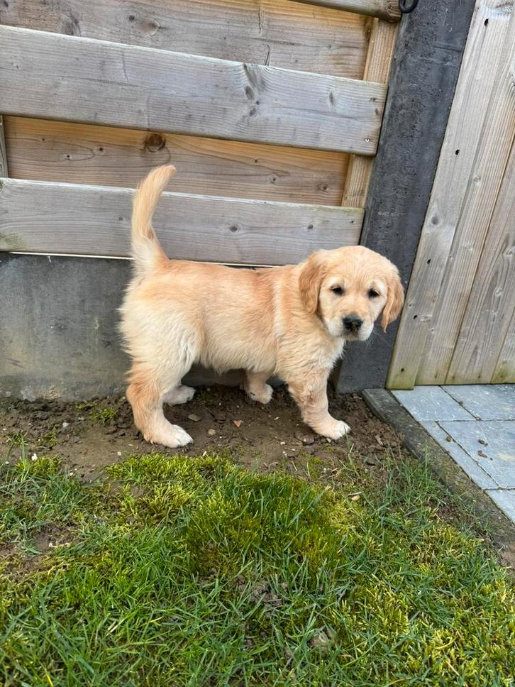 Golden Retriever pups, Animaux & Accessoires, Chiens | Retrievers, Épagneuls & Chiens d'eau, Plusieurs animaux, Golden retriever