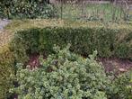 Gezonde Buxus haag gratis, Ophalen, Buxus, Haag