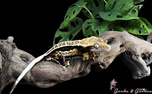 Koppel dat zorgt voor prachtige darkbased nakweek, Dieren en Toebehoren, Reptielen en Amfibieën