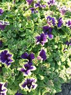 Plantes de balcon, Tuin en Terras, Planten | Tuinplanten, Volle zon, Eenjarig, Zomer, Ophalen