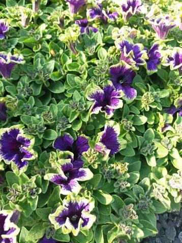 Plantes de balcon, Autres espèces, Annuelle, Plein soleil, Été