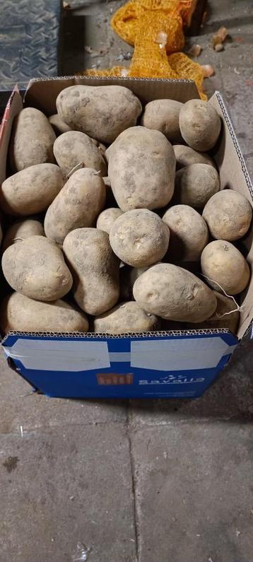 Bloemige polder aardappelen  beschikbaar voor biedingen