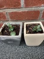 2 potten met jade/crassula plant 3€, Maison & Meubles, Plantes d'intérieur, Enlèvement, Plante succulente