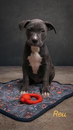 Prachtige blauwe Amerikaanse Stafford pups, Dieren en Toebehoren, België, CDV (hondenziekte), 8 tot 15 weken, American Staffordshire Terriër