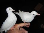 Mooie koppel witte lachduiven, Dieren en Toebehoren, Meerdere dieren, Tortelduif