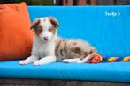 Prachtige Chocolat Merle Tricolor Border Collie pups, Dieren en Toebehoren, België, Reu, CDV (hondenziekte), 8 tot 15 weken