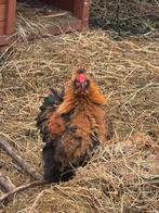 Krulveer cochin en cochin/zijdehoen hanen, Dieren en Toebehoren, Mannelijk, Kip