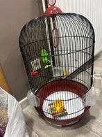 Papegaaienkooi, Dieren en Toebehoren, Ophalen, Zo goed als nieuw
