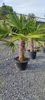 Trachycarpus Fortunei palmboom, Jardin & Terrasse, Enlèvement, Palmier