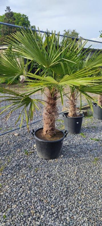 Trachycarpus Fortunei palmboom 