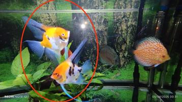 Poisson Scalaire, Poisson