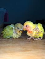 Baby dwergpapegaaien, Dieren en Toebehoren, Geslacht onbekend, Dwergpapegaai of Agapornis, Geringd