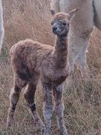 Alpaca veulens, Dieren en Toebehoren, Maart
