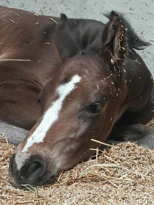 Te koop hengsten veulentje, Dieren en Toebehoren, Paarden, Z, Springpaard