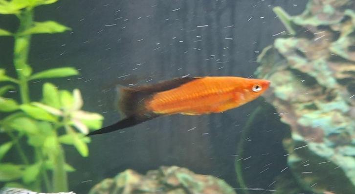 Zwaarddrager koppel te koop of te ruil, Dieren en Toebehoren, Vissen | Aquariumvissen, Zoetwatervis, Vis