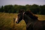 Jaarlinghengst van Asca Z, Dieren en Toebehoren, Paarden, Springpaard, Gechipt, Niet van toepassing, 0 tot 2 jaar