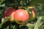 appels plukken of rapen, Ophalen