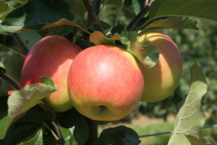 appels plukken of rapen, Diversen, Levensmiddelen, Ophalen