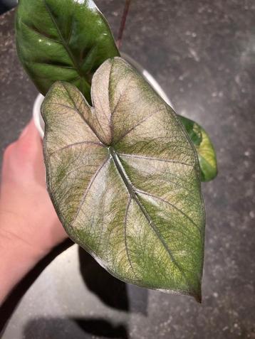 Alocasia Yucatan Princess variegata beschikbaar voor biedingen