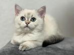 kittens Britse korthaar, Meerdere dieren, Gechipt, 0 tot 2 jaar