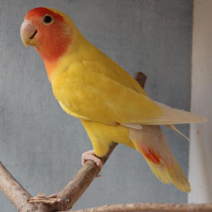 Roseicollis Cinnamon-Ino split Oranjemasker, Dieren en Toebehoren, Vogels | Parkieten en Papegaaien, Dwergpapegaai of Agapornis