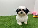 Chiots Mal-Shi, Parvovirose, Autres races, Plusieurs, Belgique