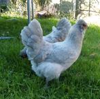 Britse araucana lavendel, Dieren en Toebehoren, Pluimvee