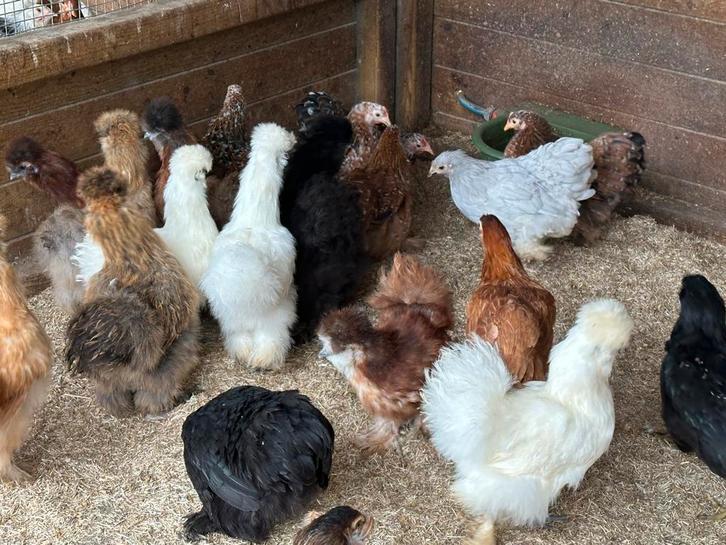 Cochin krielen : jonge dieren, Dieren en Toebehoren, Pluimvee