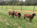 3 zwartbles rammen, Dieren en Toebehoren