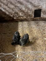 Jonge Sierkippen 6maand oud, Kip