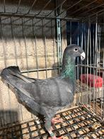 Deutsche schautauben, Dieren en Toebehoren