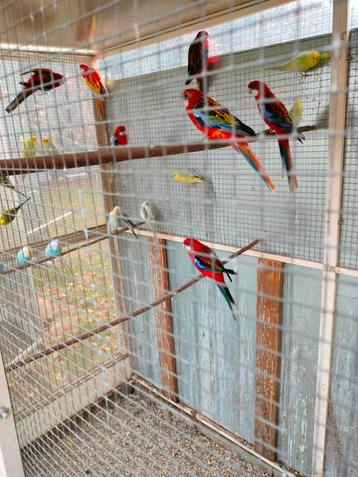 Rosellas beschikbaar voor biedingen