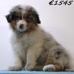 Australische Herder - pups te koop, Dieren en Toebehoren, 15 weken tot 1 jaar, Buitenland, CDV (hondenziekte), Meerdere