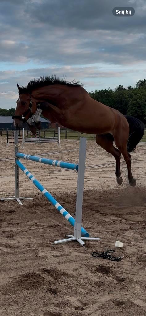 Springpaard met Kwaliteit, Dieren en Toebehoren, Paarden, Ruin, Z, Springpaard