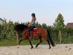 Prachtige PRE ruin, Dieren en Toebehoren, Paarden, Ruin