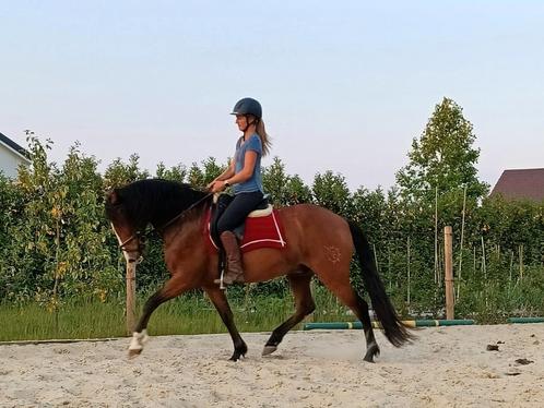 Prachtige PRE ruin, Dieren en Toebehoren, Paarden, Ruin