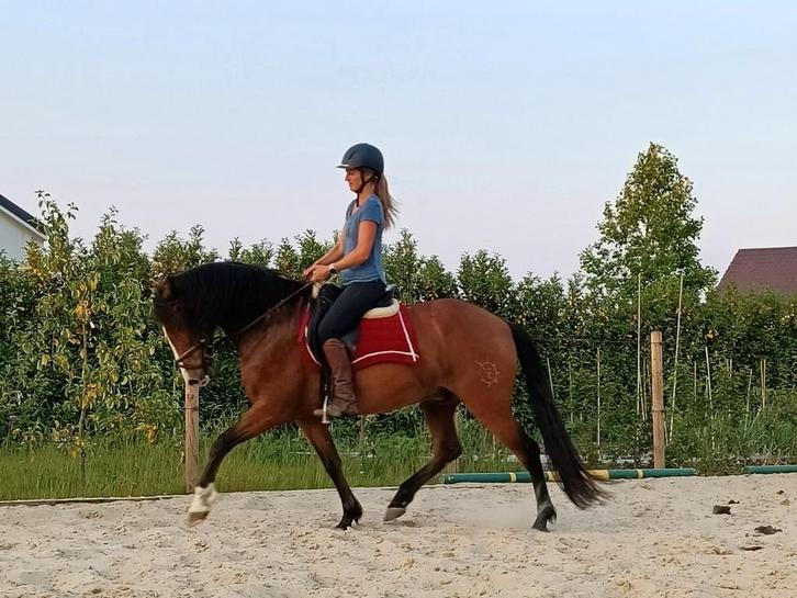Prachtige PRE ruin, Dieren en Toebehoren, Paarden, Ruin, L, 160 tot 165 cm, 11 jaar of ouder, Recreatiepaard, Met stamboom, Gechipt